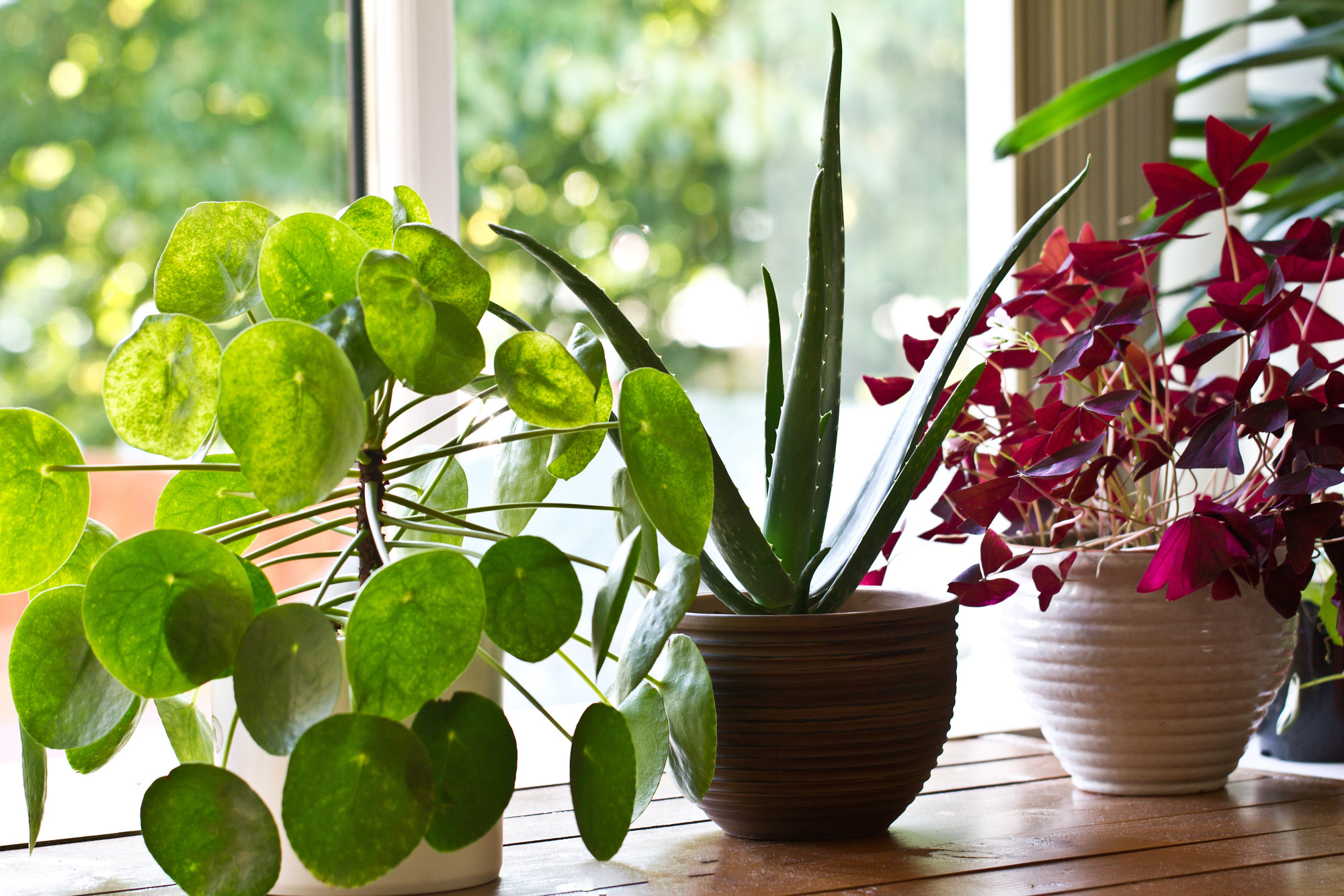 Buy Plants Online: A Simple (But Complete) Guide