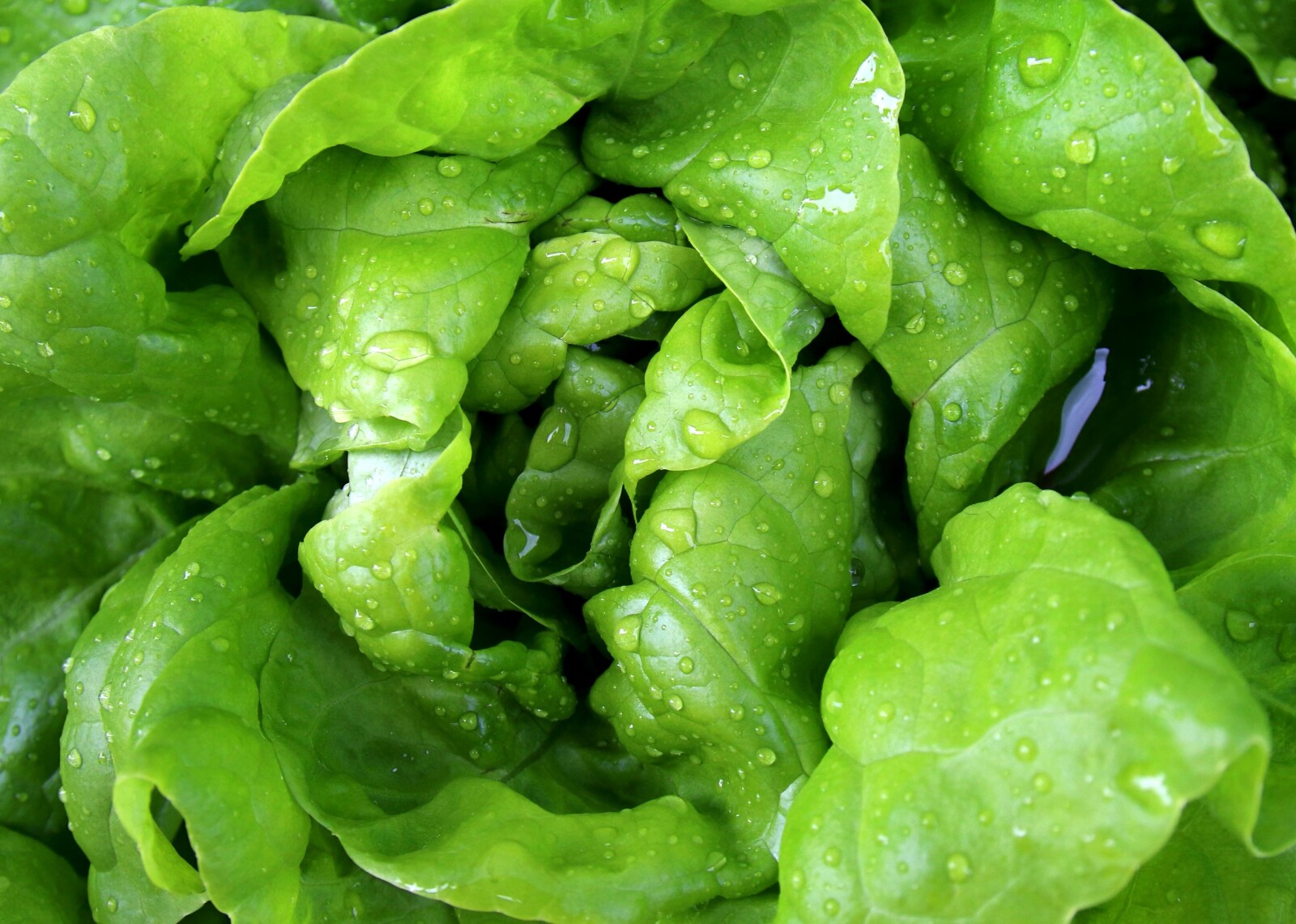 Spinach for Hair Growth